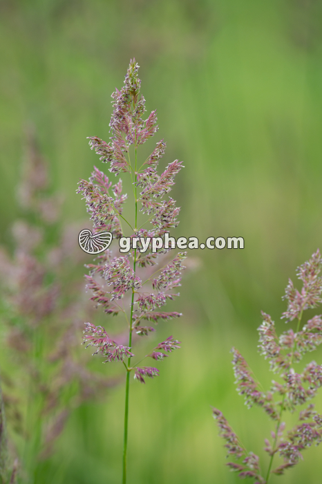 Houlque laineuse (Holcus lanatus, Poaceae ou  graminée) - gryphea.com